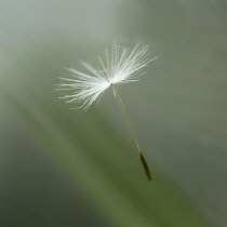 Dandelion clock, Taraxacum officinale, Single seed floating showing delicate texture and pattern.-