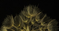 Salsify, Tragopogon porrifolius, Studio shot showing delicate texture and pattern.-