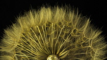 Salsify, Tragopogon porrifolius, Studio shot showing delicate texture and pattern.-