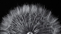 Salsify, Tragopogon porrifolius, Studio shot showing delicate texture and pattern.-