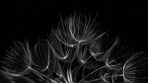 Salsify, Tragopogon porrifolius, Studio shot showing delicate texture and pattern.-