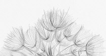 Salsify, Tragopogon porrifolius, Studio shot showing delicate texture and pattern.-