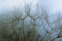 Salsify, Tragopogon porrifolius, Studio shot showing delicate texture and pattern.-