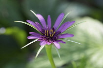 Salsify, Purple salsify, Tragopogon porrifolius, Single flower growing outdoor showing stamen.-
