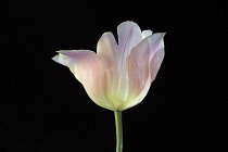 Tulip, Tulip 'Beauty Queen', Tulipa 'Beauty Queen', Studio shot of single pink flower.