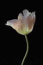 Tulip, Tulip 'Beauty Queen', Tulipa 'Beauty Queen', Studio shot of single pink flower.