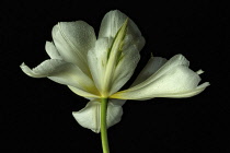 Tulip, Tulip 'Exotic Emperor', Tulipa fosteriana 'Exotic Emperor', Studio shot of white flower.-