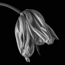 Tulip, Tulip 'Exotic Emperor', Tulipa fosteriana 'Exotic Emperor', Black & White Studio shot of wilting flower.