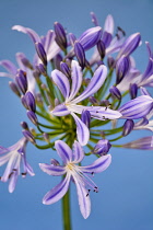 Agapanthus, Agapanthus africanus, Close up studio shot of mauve coloured flowers.-