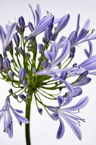 Agapanthus, Agapanthus africanus, Close up studio shot of mauve coloured flowers.-