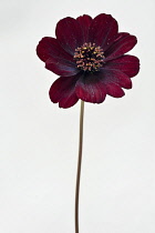 Cosmos, Chocolate cosmos, Cosmos atrosanguineus, Studio shot of single red coloured flower.-