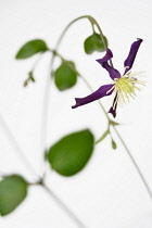 Clematis, Clematis integrifolia, Close up studio shot of purple coloured flower with yellow stamen.-