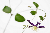 Clematis, Clematis integrifolia, Close up studio shot of purple coloured flower with yellow stamen.-