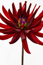 Dahlia, Cactus Dahlia, Close up studio shot of spiky red coloured flower.-