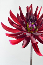 Dahlia, Cactus Dahlia, Close up studio shot of spiky red coloured flower.-