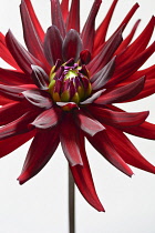 Dahlia, Cactus Dahlia, Close up studio shot of spiky red coloured flower.-