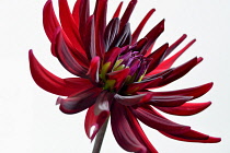 Dahlia, Cactus Dahlia, Close up studio shot of spiky red coloured flower.-