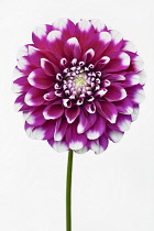 Dahlia, Close up studio shot of single pink coloured flower.-