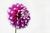 Dahlia, Close up studio shot of single pink coloured flower.