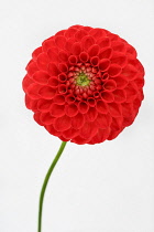 Dahlia, Pompom Dahlia, Close up studio shot of single red coloured flower.-