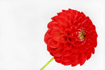 Dahlia, Pompom Dahlia, Close up studio shot of single red coloured flower.-