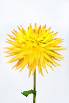 Dahlia, Cactus dahlia,  Close up studio shot of single yellow spiky flower.