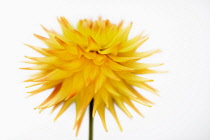 Dahlia, Cactus dahlia,  Close up studio shot of single yellow spiky flower.-