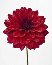 Dahlia, Close up studio shot of single red coloured flower.-