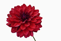 Dahlia, Close up studio shot of single red coloured flower.-