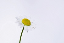 Daisy, Close up studio shot of single flower with white petals and yellow stamen.-