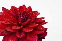 Dahlia, Close up studio shot of single red coloured flower.-