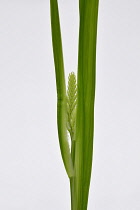 Crocosmia, Montbretia, Studio shot of single green shoot.-