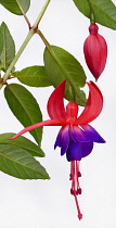 Fuchsia, Studio shot of colourful red and purple coloured flower.-