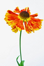 Helen's flower, Sneezeweed, Helenium, Studio shot of single orange coloured flower.
