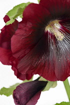 Hollyhock, Alcea rosea, Studio shot of red coloured flower.-