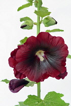 Hollyhock, Alcea rosea, Studio shot of red coloured flower.-