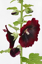 Hollyhock, Alcea rosea, Studio shot of red coloured flower.-