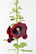 Hollyhock, Alcea rosea, Studio shot of red coloured flower.-