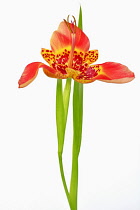 Mexican Shell flower, Tigridia pavonia, Studio shot of single orange coloured flower.-