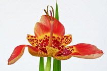 Mexican Shell flower, Tigridia pavonia, Studio shot of single orange coloured flower.-