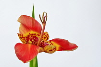 Mexican Shell flower, Tigridia pavonia, Studio shot of single orange coloured flower.-