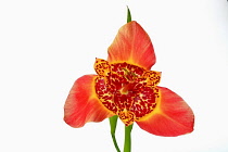 Mexican Shell flower, Tigridia pavonia, Studio shot of single orange coloured flower.-