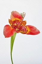 Mexican Shell flower, Tigridia pavonia, Studio shot of single orange coloured flower.-