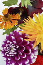 Dahlia cultivar also Hollyhock and Helenium.-