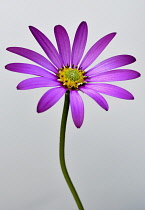 Osteospermum, Studio shot of single pink coloured flower.-