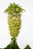 Pineapple flower, Eucomis pallidiflora, Studio shot of unusual flower.-