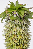 Pineapple flower, Eucomis pallidiflora, Studio shot of unusual flower.-