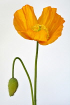 Poppy, Icelandic poppy, Papaver nudicaule, Studio shot of single orange coloured flower.-