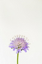 Scabious, Scabiosa, Studio shot of single mauve coloured flower.-