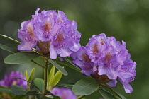 Rhododendron, Mountain rosebay	, Rhododendron catawbiense,  Purple coloured flowers growing outdoor.